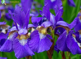 Blood-Red Iris