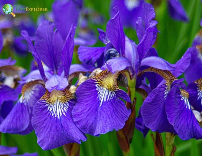 Blood-Red Iris