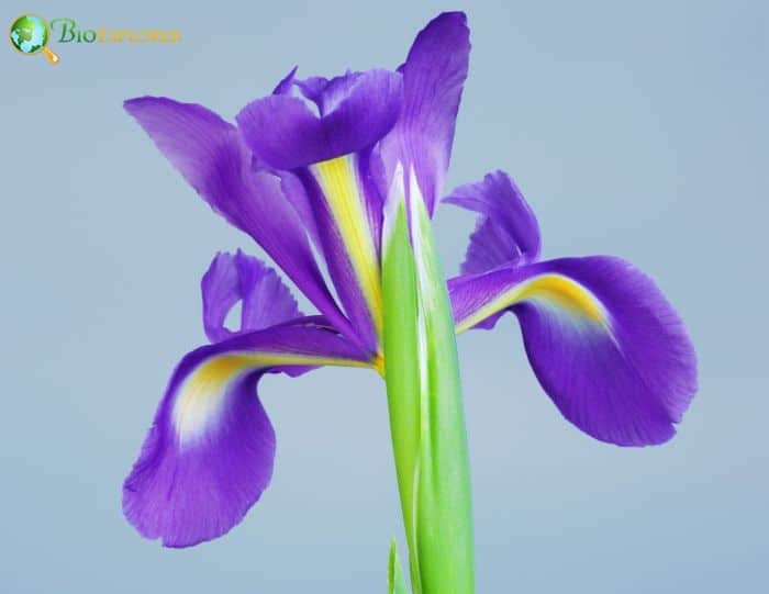 Blood Red Iris Flower Blood Red Iris Flower