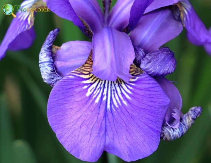 Blood Red Iris Purple Flower Blood Red Iris Purple Flower