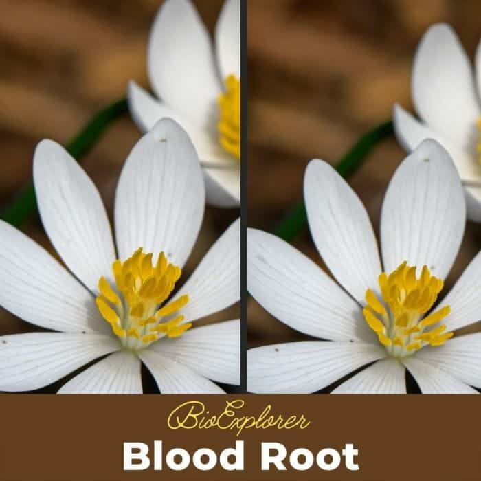 Blood Root Blood Root