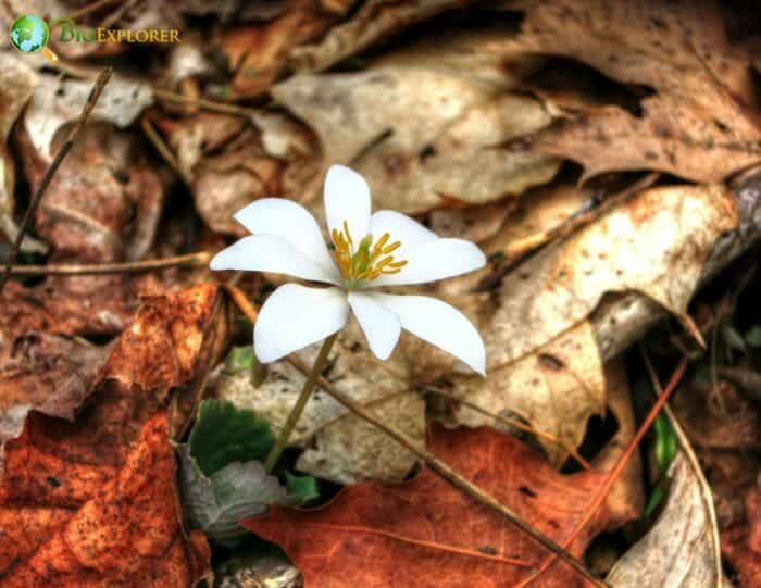 Blood Root Flowering Plant Blood Root Flowering Plant