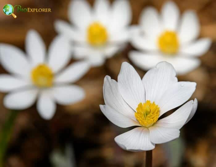 Blood Root Flowers Blood Root Flowers