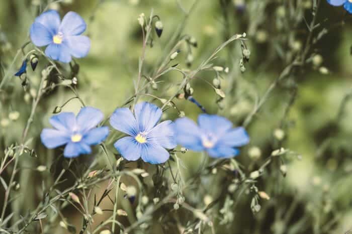 Blue Big Flax Flower Blue Big Flax Flower