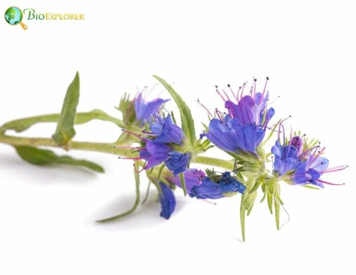 Blue Bugloss Flowers Blue Bugloss Flowers
