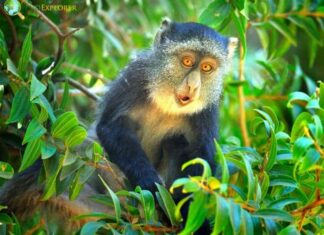 Blue Monkey