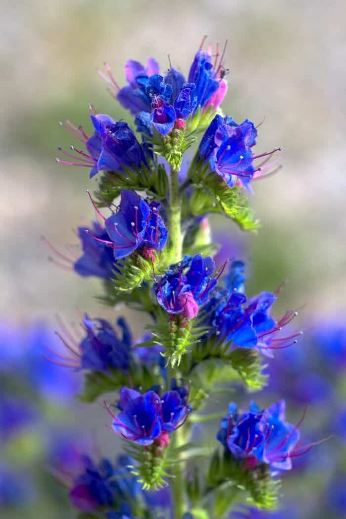 Blueweed Flower Blueweed Flower