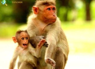 Bonnet Macaque