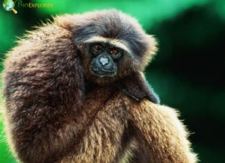 Bornean Gibbon
