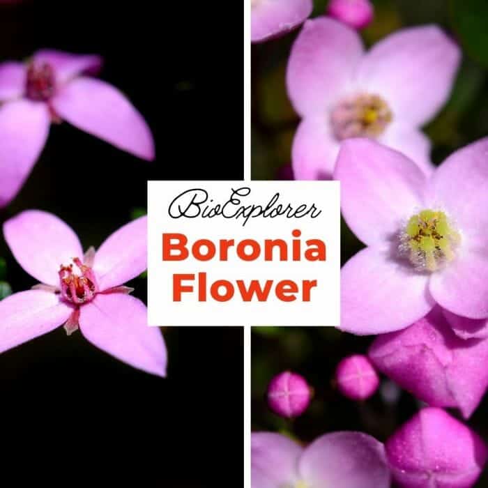 Boronia Boronia