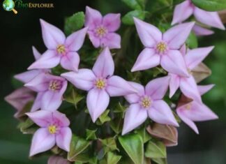 Boronia