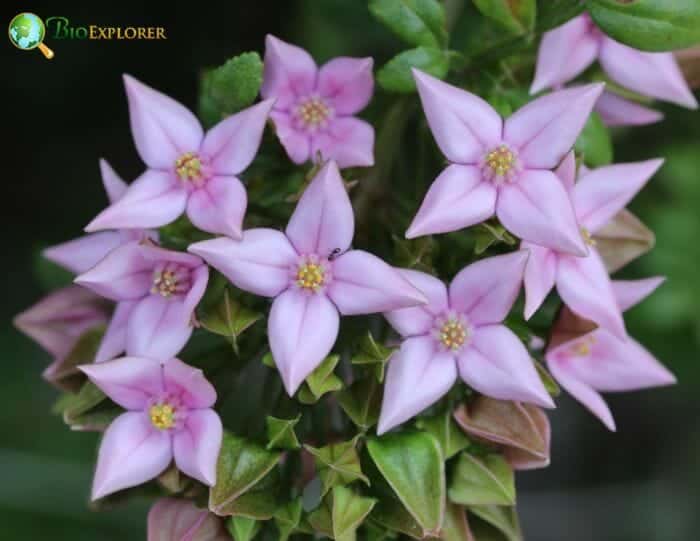 Boronia