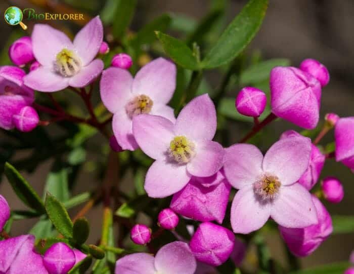 Boronia Flowers Boronia Flowers
