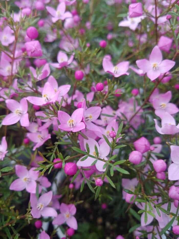 Boronia Megastigma Boronia Megastigma