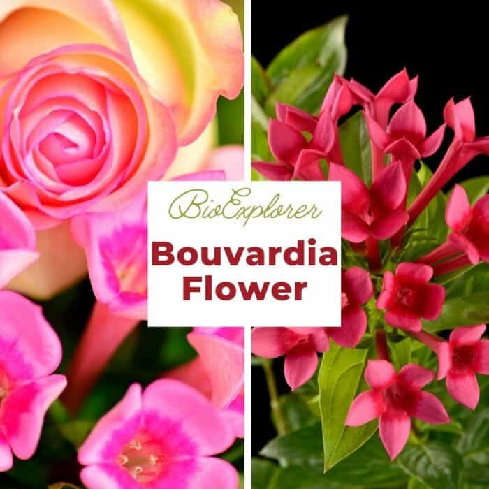 Bouvardia Bouvardia