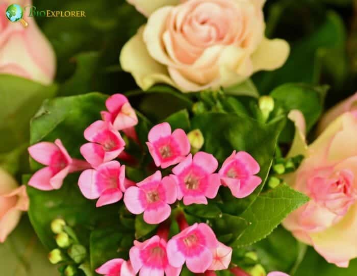 Bouvardia