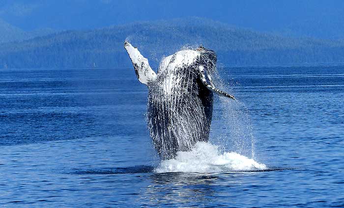 Bowhead Whales Bowhead Whales