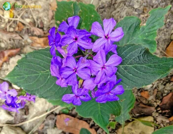 Browallia Speciosa Browallia Speciosa