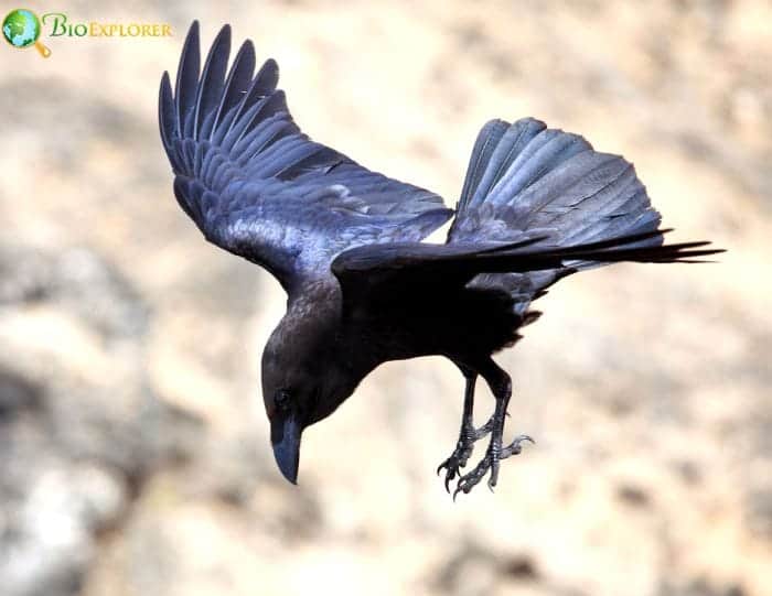Brown Necked Raven Brown Necked Raven