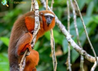 Brown Titi