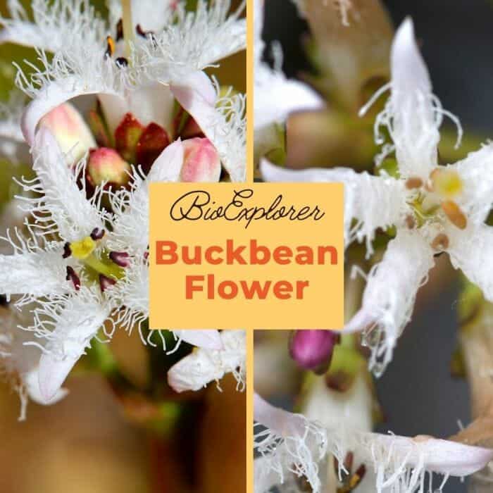 Buckbean Buckbean