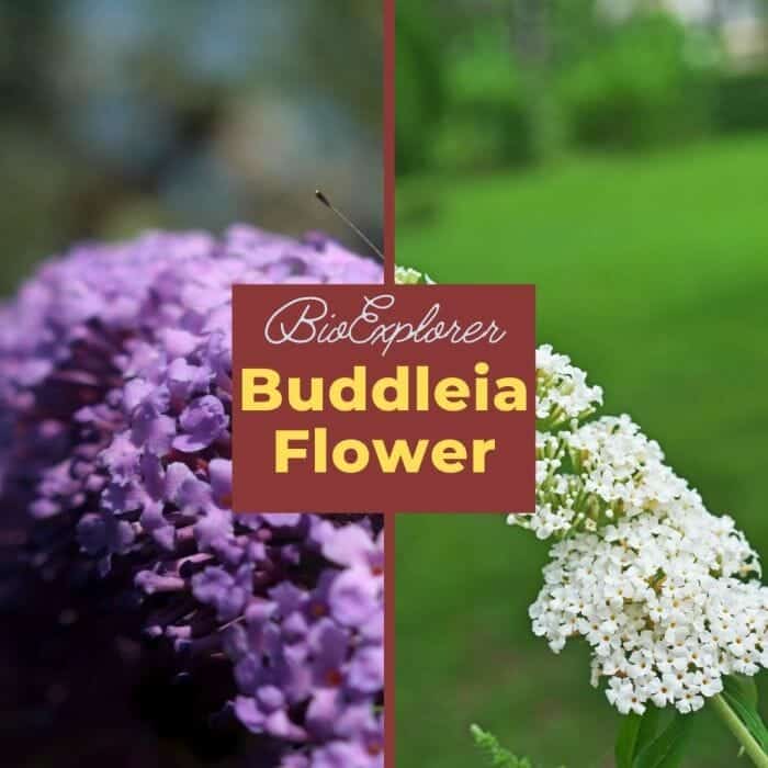 Buddleia Buddleia