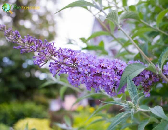 Buddleia Davidii Buddleia Davidii