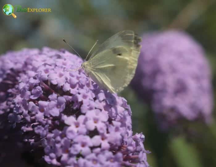 Buddleia Flowers Buddleia Flowers