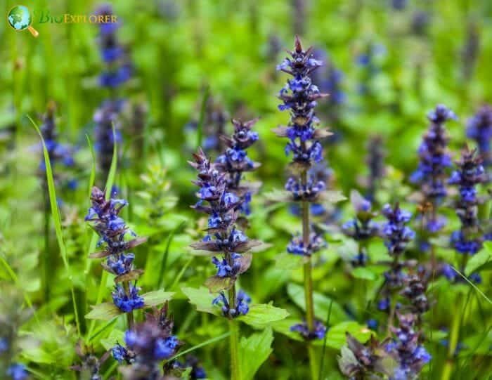 Bugleweed