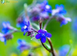 Bugloss