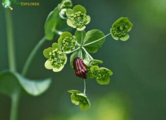 Bupleurum
