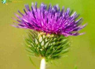 Burdock