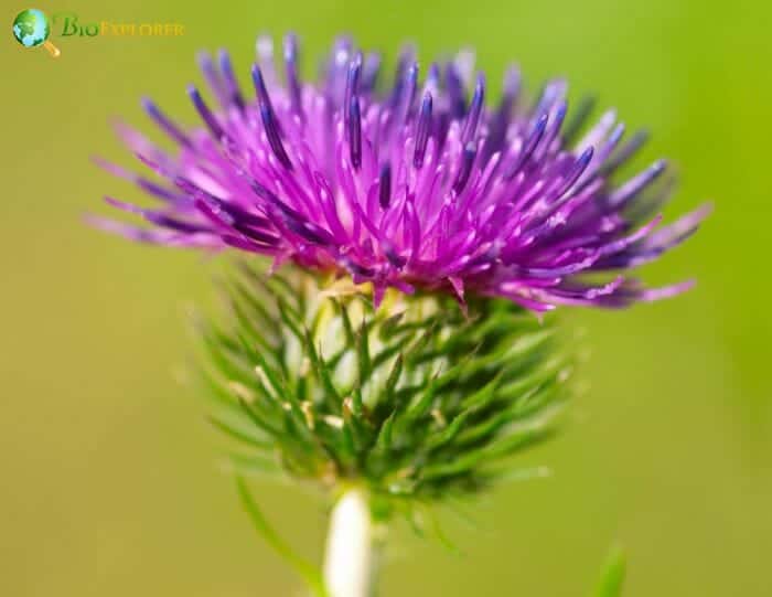 Burdock