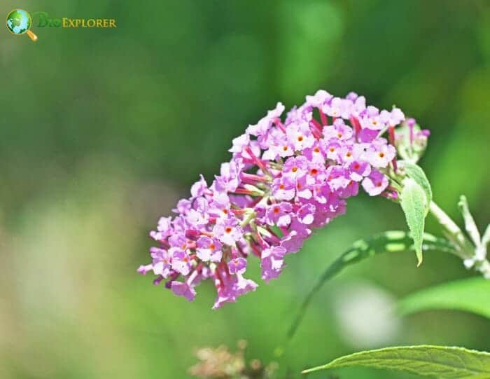 Butterfly Bush Flowers Butterfly Bush Flowers