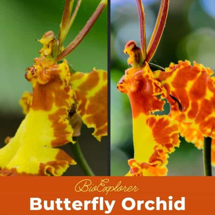 Butterfly Orchid Butterfly Orchid