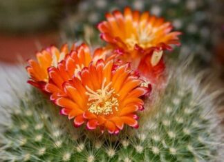 Cactus