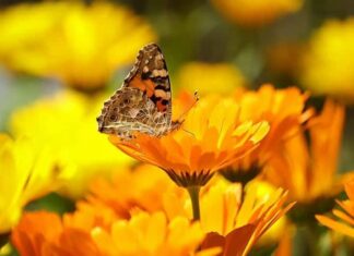 Calendula
