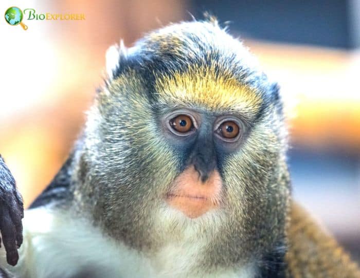Campbell's Mona Monkey