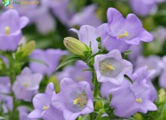 Canterbury Bells