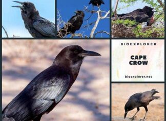 Cape Crow