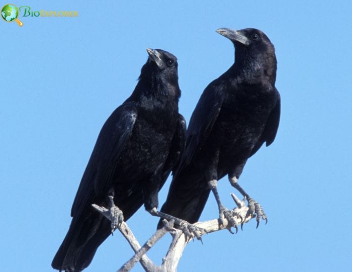 Cape Crow Cape Crow