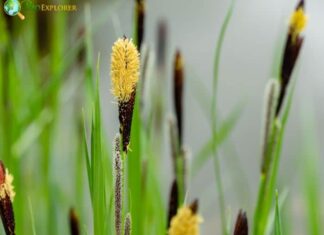 Carex