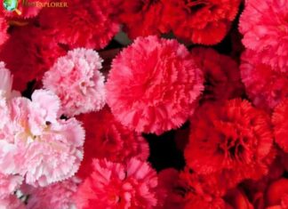 Carnation