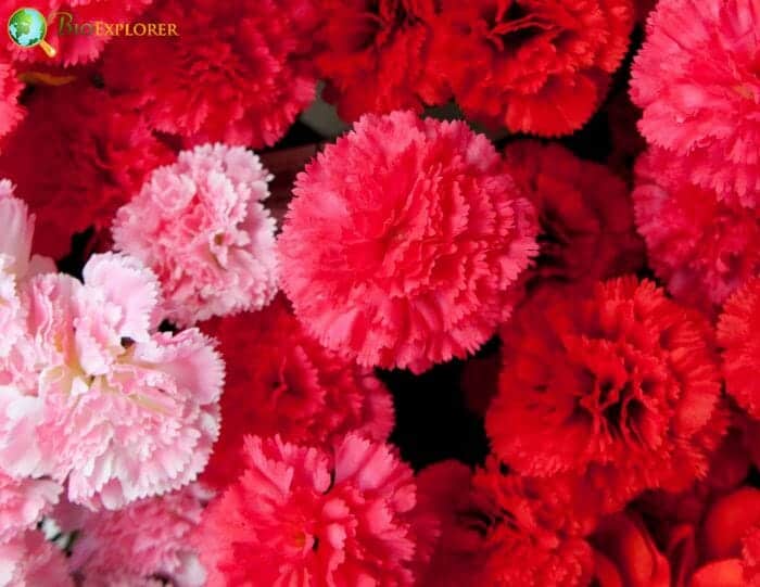 Carnation