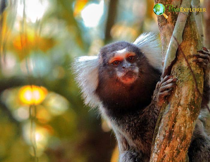 Carnivorous Monkeys