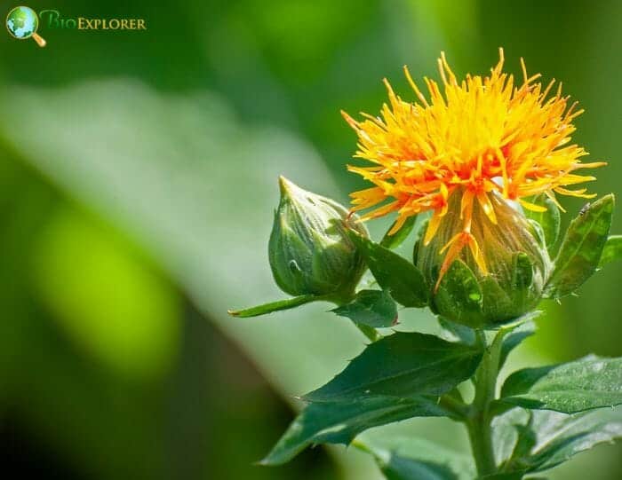 Carthamus