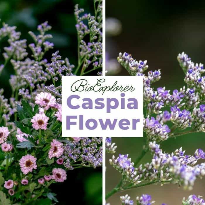 Caspia Caspia