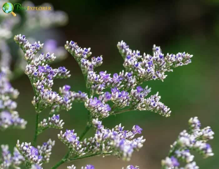 Caspia Flowers Caspia Flowers