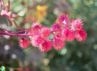 Castor Bean