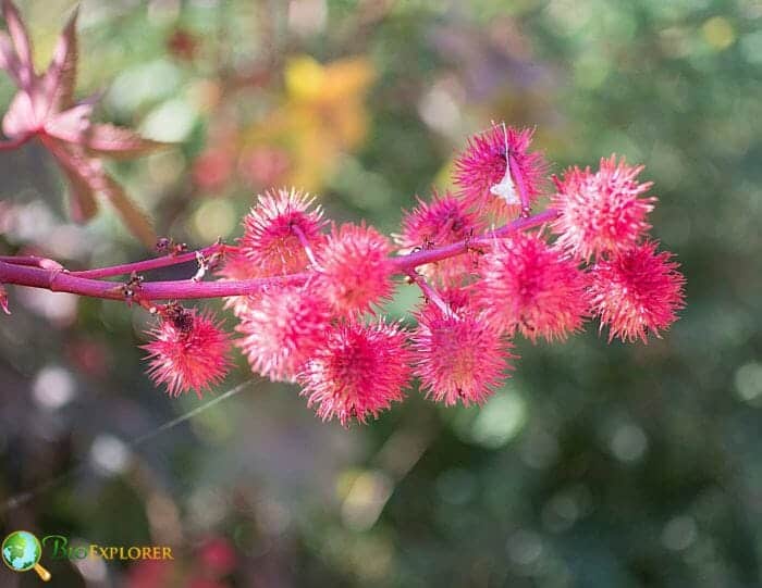 Castor Bean